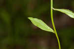 Florida bellflower